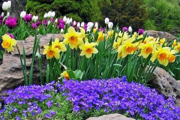Five Tips for Your Best Spring Flower Garden Ever