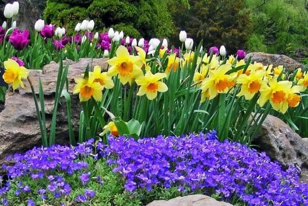 Five Tips for Your Best Spring Flower Garden Ever