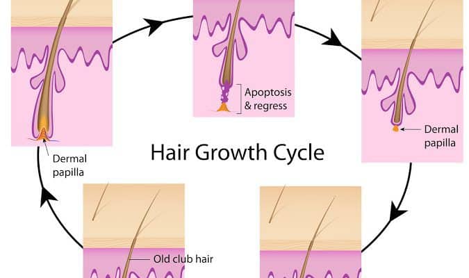 growth cycle