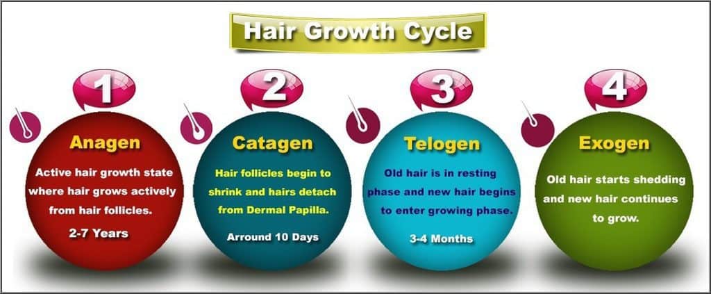 hair-growth-cycle
